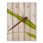 Dragonfly - Photography on Wood DaydreamHQ Photography on Wood 28x36