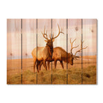 Bull Elk - Photography on Wood DaydreamHQ Photography on Wood 33x24