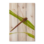 Dragonfly - Photography on Wood DaydreamHQ Photography on Wood 16x24