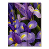 French Iris - Photography on Wood DaydreamHQ Photography on Wood 28x36