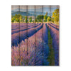 French Lavender - Photography on Wood DaydreamHQ Photography on Wood 32x42