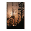 Ocean Forest - Photography on Wood DaydreamHQ Photography on Wood 16x24