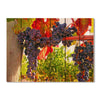 Old Vines - Photography on Wood DaydreamHQ Photography on Wood 33x24