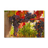 Old Vines - Photography on Wood DaydreamHQ Photography on Wood 44x30