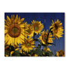 Sunny Bunch - Photography on Wood DaydreamHQ Photography on Wood 33x24