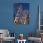 Winter Aspens - Photography on Wood DaydreamHQ Photography on Wood