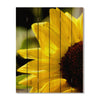 Yellow Sunflower - Photography on Wood DaydreamHQ Photography on Wood 32x42